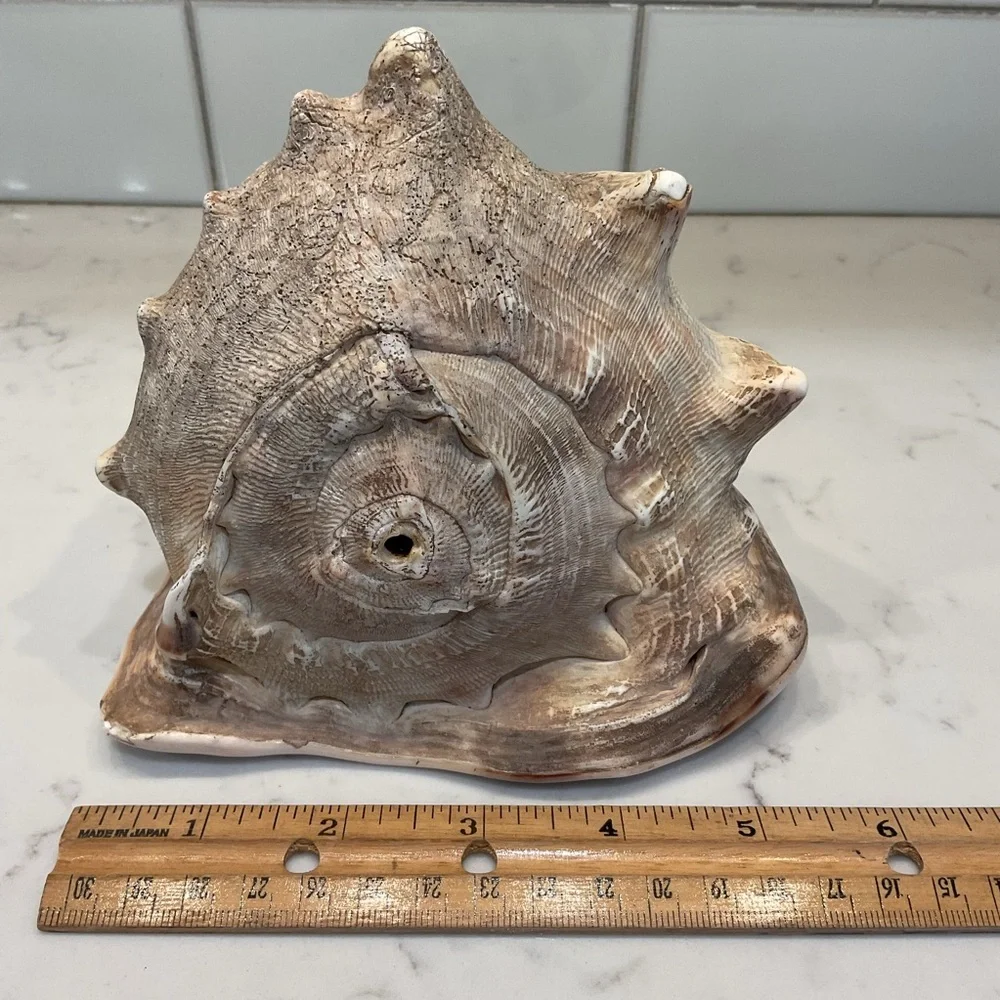 Natural Shell Home Accent Decor - Picture 6 of 8